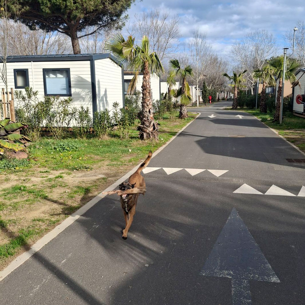 Photo-camping-chien-TourismEmploi